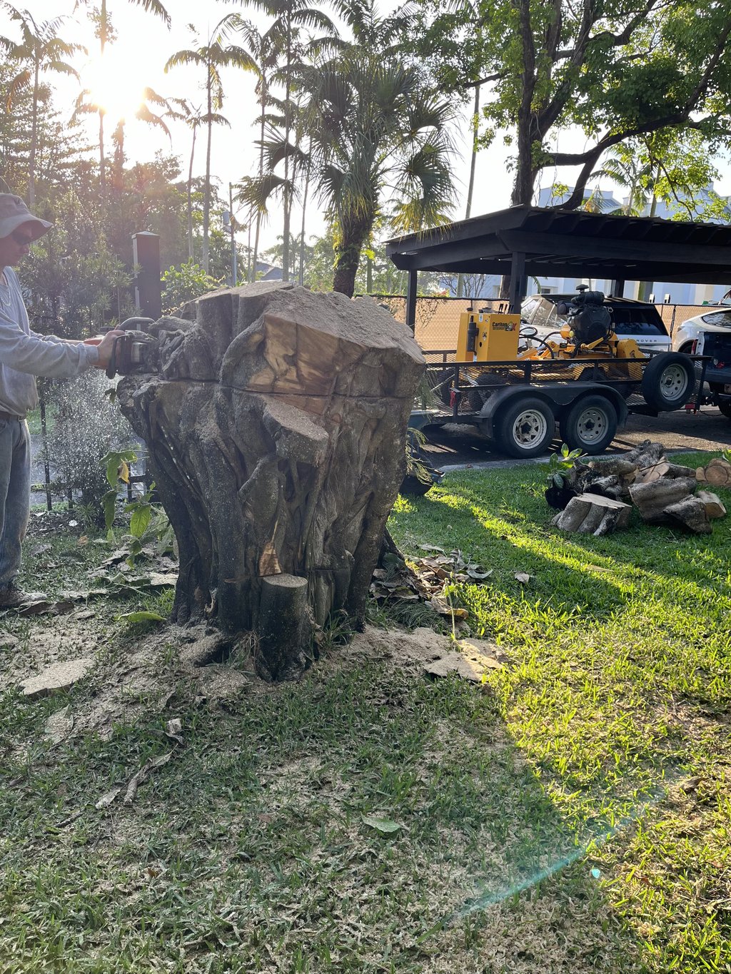Professional tree removal and stump grinding